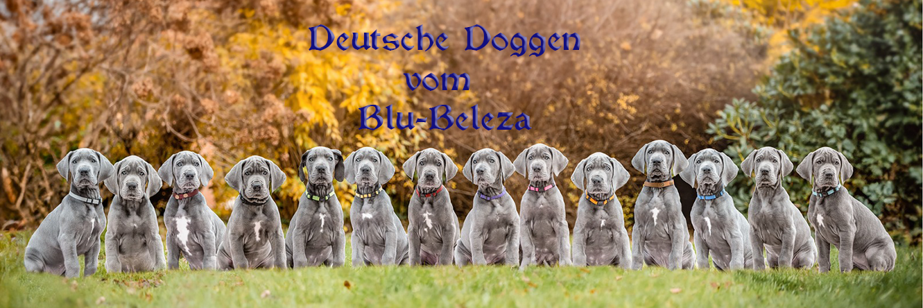 doggen-blu-beleza